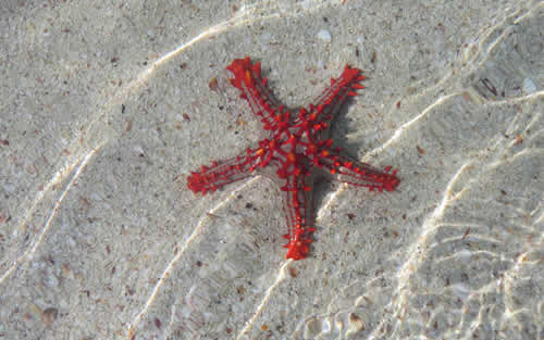 Starfish